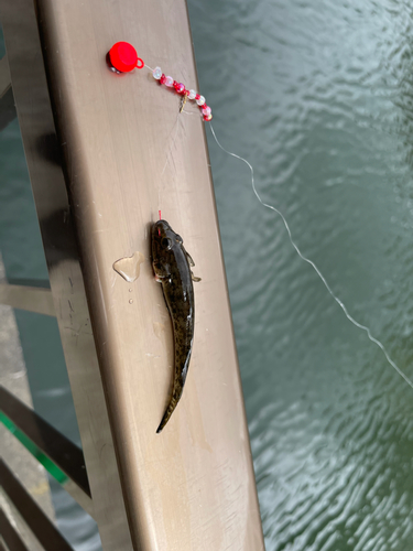 マハゼの釣果