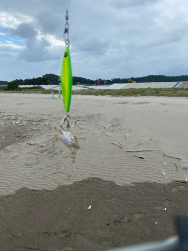 ワタリガニの釣果