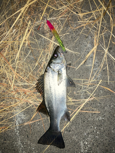 ヒラスズキの釣果