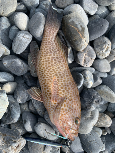 オオモンハタの釣果