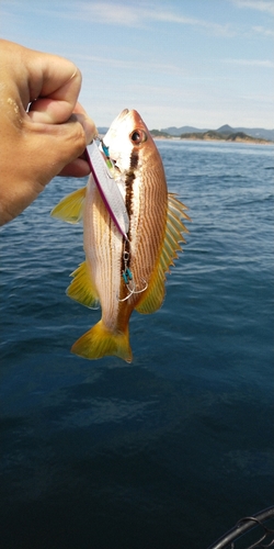 ヨコスジフエダイの釣果