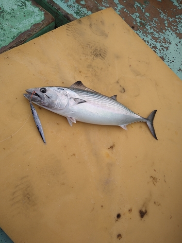 ハガツオの釣果