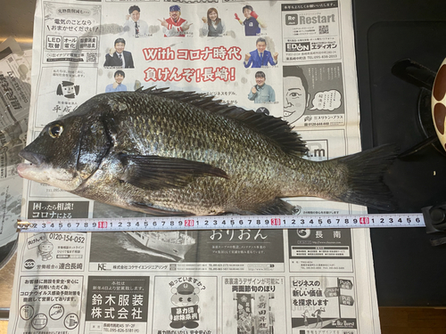 チヌの釣果