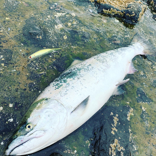 サクラマスの釣果