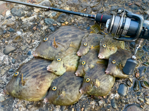 カワハギの釣果