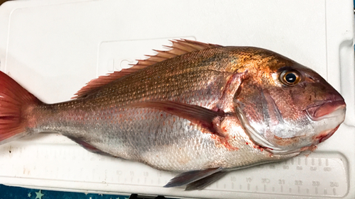 タイの釣果