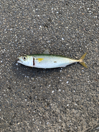 サバの釣果