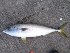 ショッコの釣果