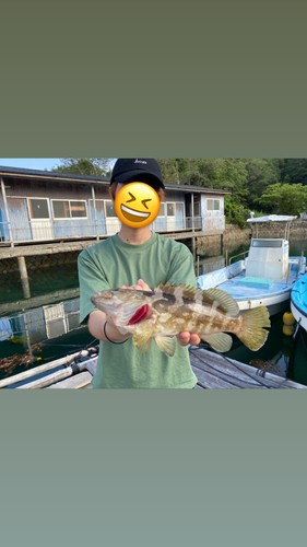 アズキハタの釣果