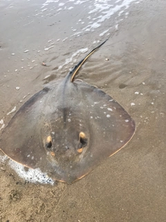 アカエイの釣果