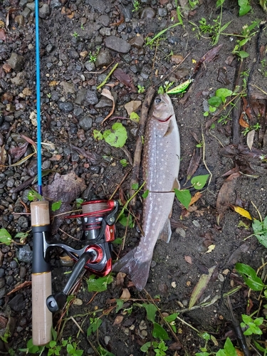 アメマスの釣果