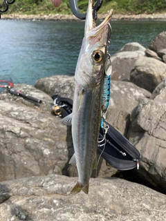 ヤマトカマスの釣果