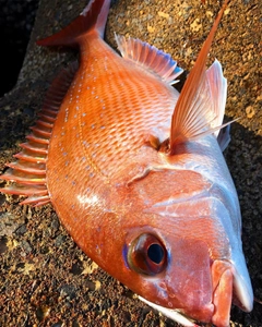 タイの釣果