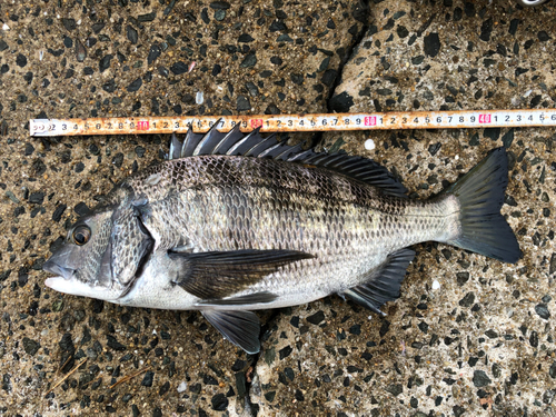 チヌの釣果