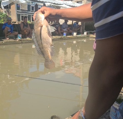 ティラピアの釣果