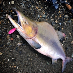 カラフトマスの釣果