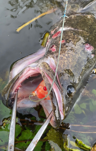 ライギョの釣果