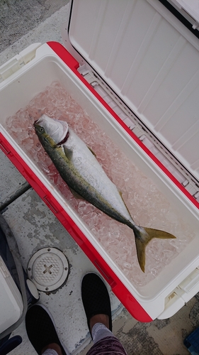 ハマチの釣果