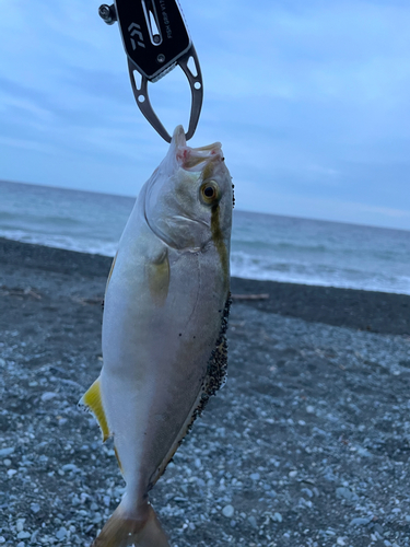 ショゴの釣果