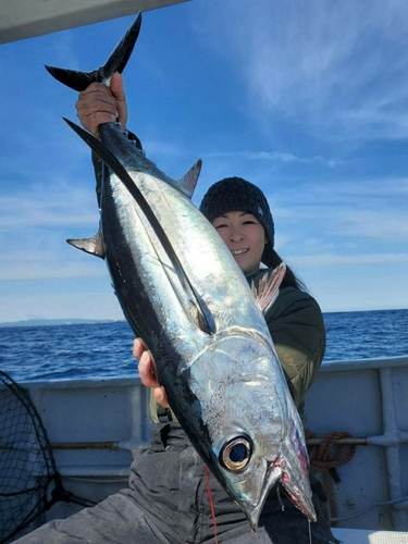 ビンチョウマグロの釣果