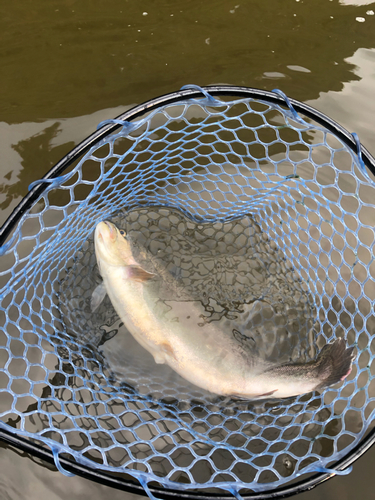 ニジマスの釣果