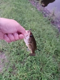 ラージマウスバスの釣果