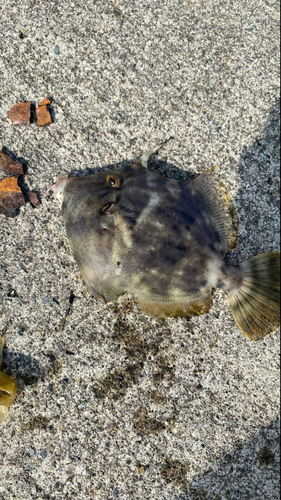 カワハギの釣果