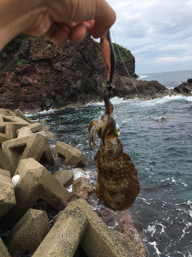 アオリイカの釣果