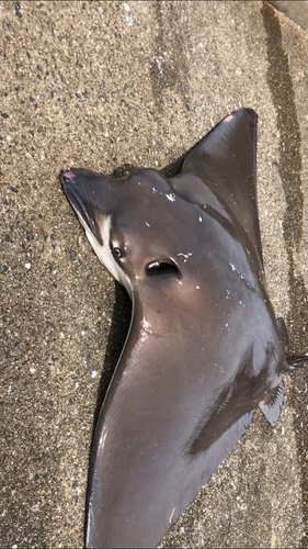 ナルトビエイの釣果