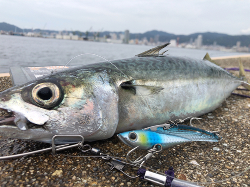 マサバの釣果