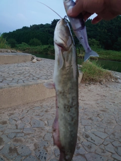 ナマズの釣果