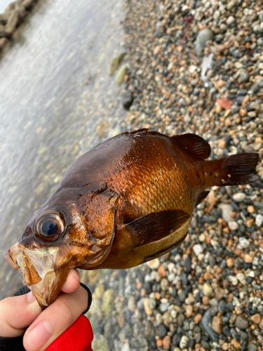 メバルの釣果