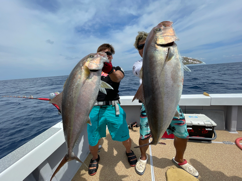 カンパチの釣果