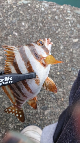 タカノハダイの釣果