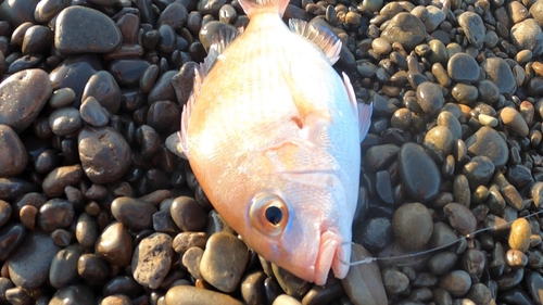 チャリコの釣果