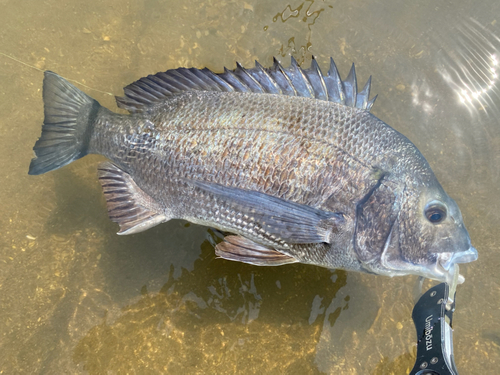 チヌの釣果