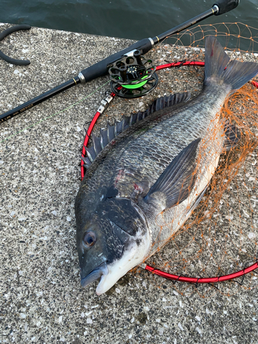 クロダイの釣果