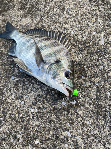 クロダイの釣果