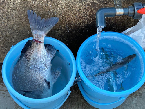 クロダイの釣果