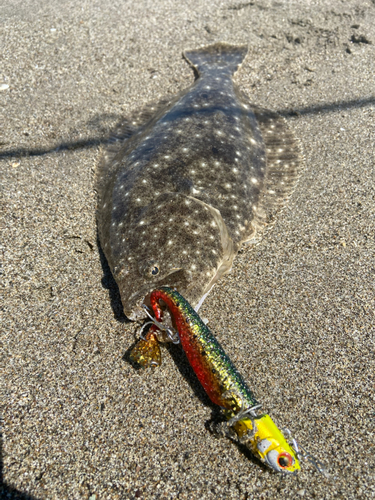 ヒラメの釣果