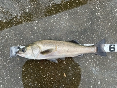 フッコ（マルスズキ）の釣果