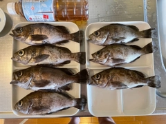 クロメバルの釣果