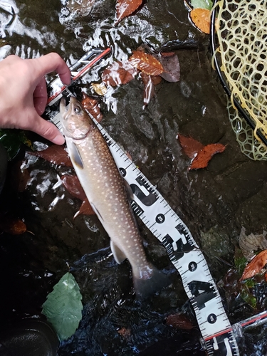 イワナの釣果