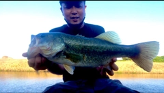 ブラックバスの釣果