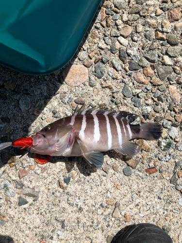 マハタモドキの釣果