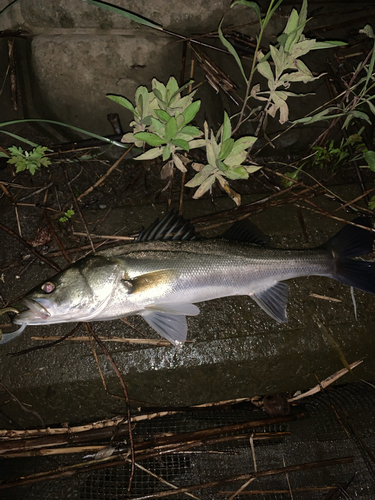 釣果