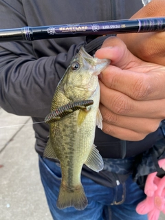 ラージマウスバスの釣果