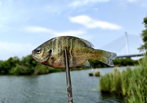 ブルーギルの釣果