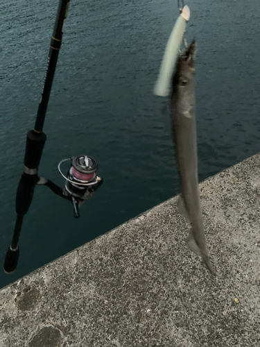 タチウオの釣果