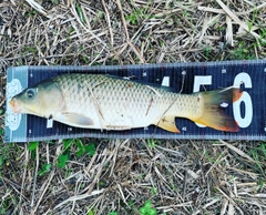 コイの釣果